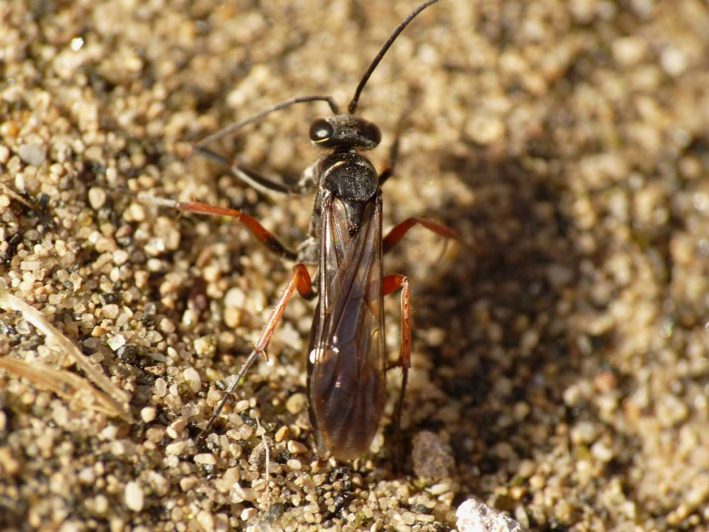 Pompilidae mediopiccolo nero zampe rosse